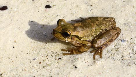 Statisches-Video-Eines-Kubanischen-Laubfrosches-Osteopilus-Septentrionalis-Auf-Sand-Auf-Den-Bahamas