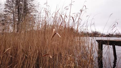 Bents-are-waving-in-the-lake-during-the-cloudy-day,-wisps-are-a-brown-color-and-the-old-bridge-is-on-the-right