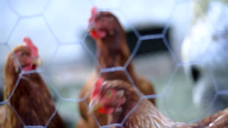 Chickens-in-the-yard-looking-for-food-no-people-stock-footage