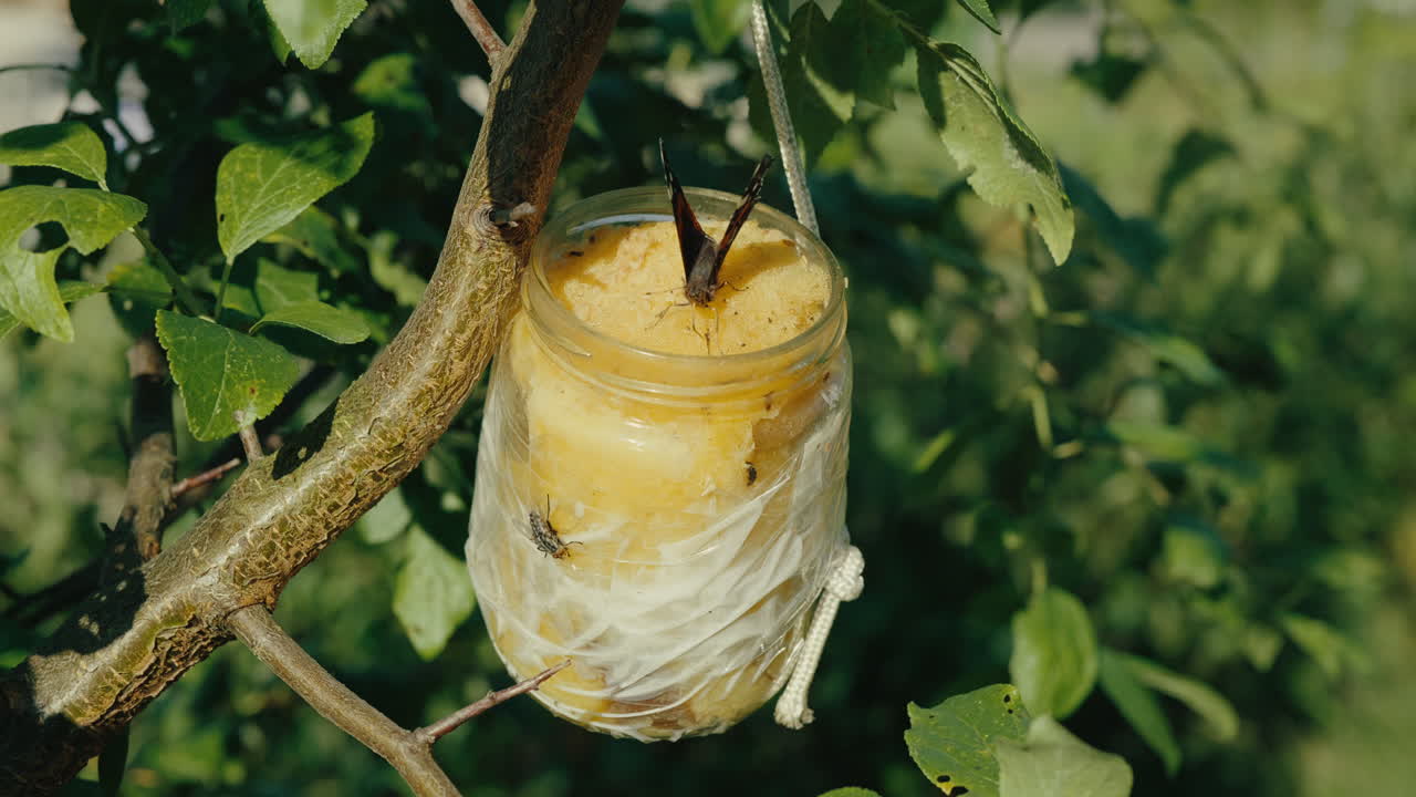 Static Shot of Small Tortoiseshell Butterfly on Hanging Jar Feeder in Sunlight