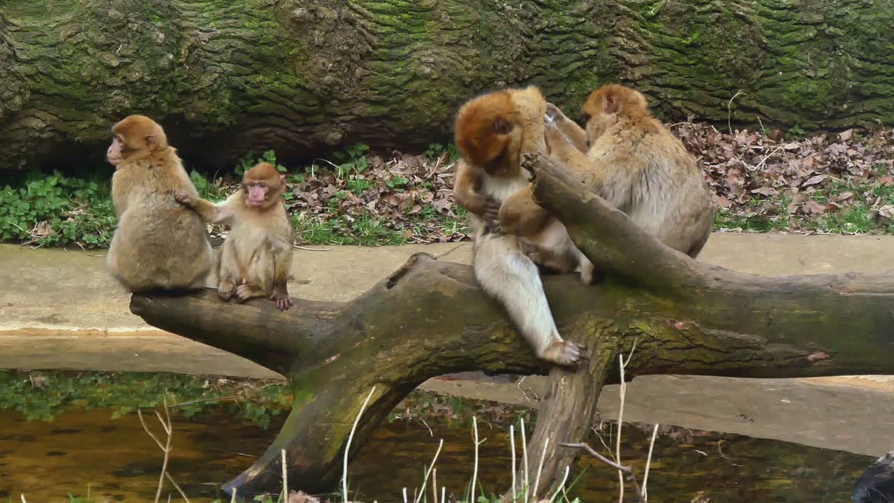 Barbary Macaque Apes On A Tree In Woburn Safari Park