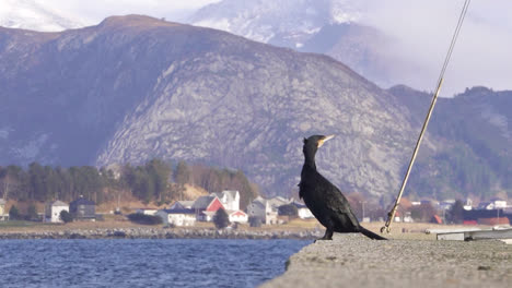 Cormorant-in-a-harbor-enjoying-beautiful-scenery