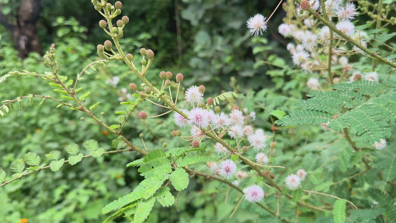 Close-up of Mimosa diplotricha with delicate pink-white puffball flowers and green compound leaves, thriving in dense natural vegetation.
