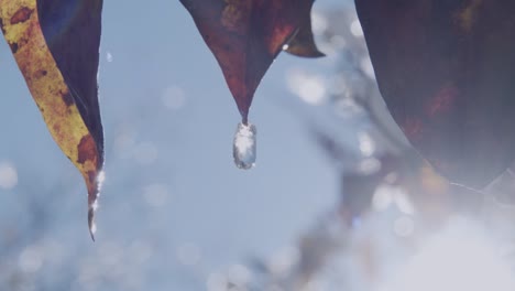 water melting and dripping from leaf in slow motion