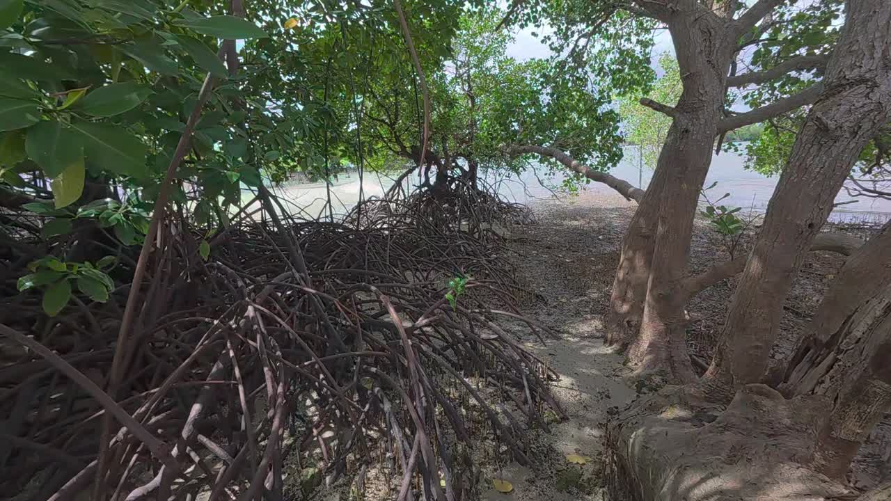 A tropical mangrove forest along a coastal shoreline, home to diverse wildlife and a natural barrier against coastal erosion.