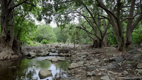 tranquil rainforest scene with calm river water and dense greenery at morning