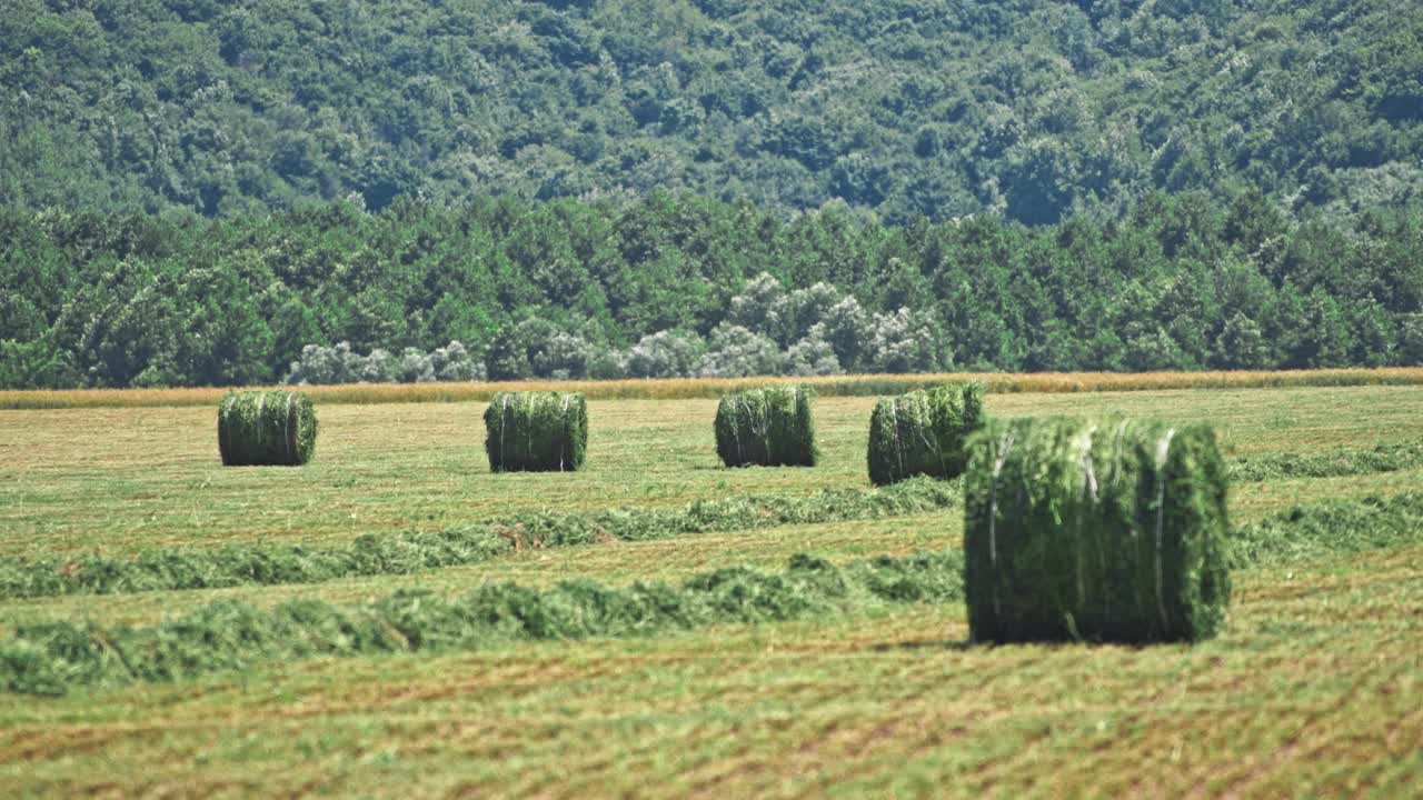 울창 한 초록  에서 풀 어리 들