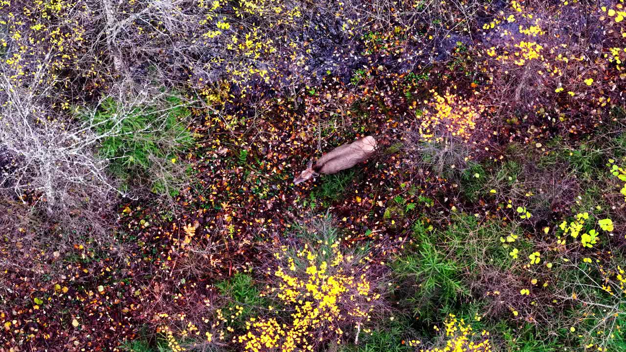A Lone Deer Rests Quietly on a Colorful Forest Floor Scattered With Autumn Leaves - High Angle Shot