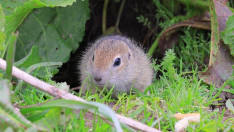 Das-Kaukasische-Berghörnchen-Oder-Elbrus-Ziesel-(Spermophilus-Musicus)-Ist-Ein-Nagetier-Aus-Der-Gattung-Der-Ziesel.