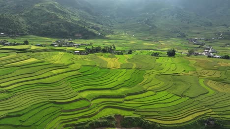 aerial view of terrace rice field in mu cang chai district, vietnam