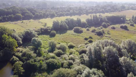 Tiro-Inverso-Del-Bosque-En-Un-Día-Soleado-En-Norwich,-Inglaterra