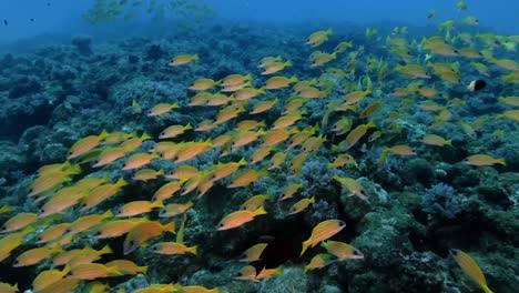 a vibrant school of reef fish glides over shamenta, a pristine reef in mauritius, renowned as a cleaning station and premier diving destination between 18 to 30 meters deep.