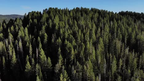 imágenes aéreas de una ladera cubierta de bosque