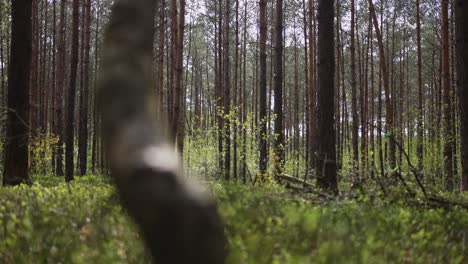 pine forest in spring