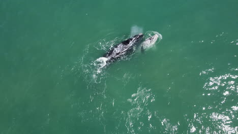 Vista-De-ángulo-Alto-De-La-Ballena-Franca-Austral-Con-Su-Cría-Atigrada-En-Hermanus,-Rsa