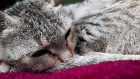 scene with tabby kitten sleeping on pink blanket