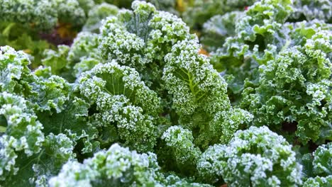 kale covered in morning frost | close up