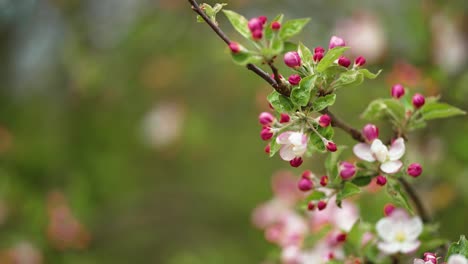 delicate flowers of the apple tree in full bloom