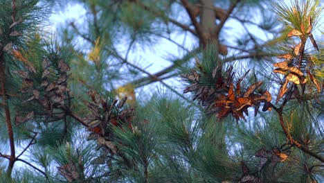 Monarchs clustering on pine branches at the Pacific Grove Monarch Butterfly Sanctuary