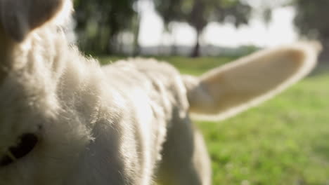 Feliz-Golden-Retriever-Próximo-Propietario-En-El-Primer-Plano-Del-Parque-De-Verano.-Concepto-De-Caminata-Diaria