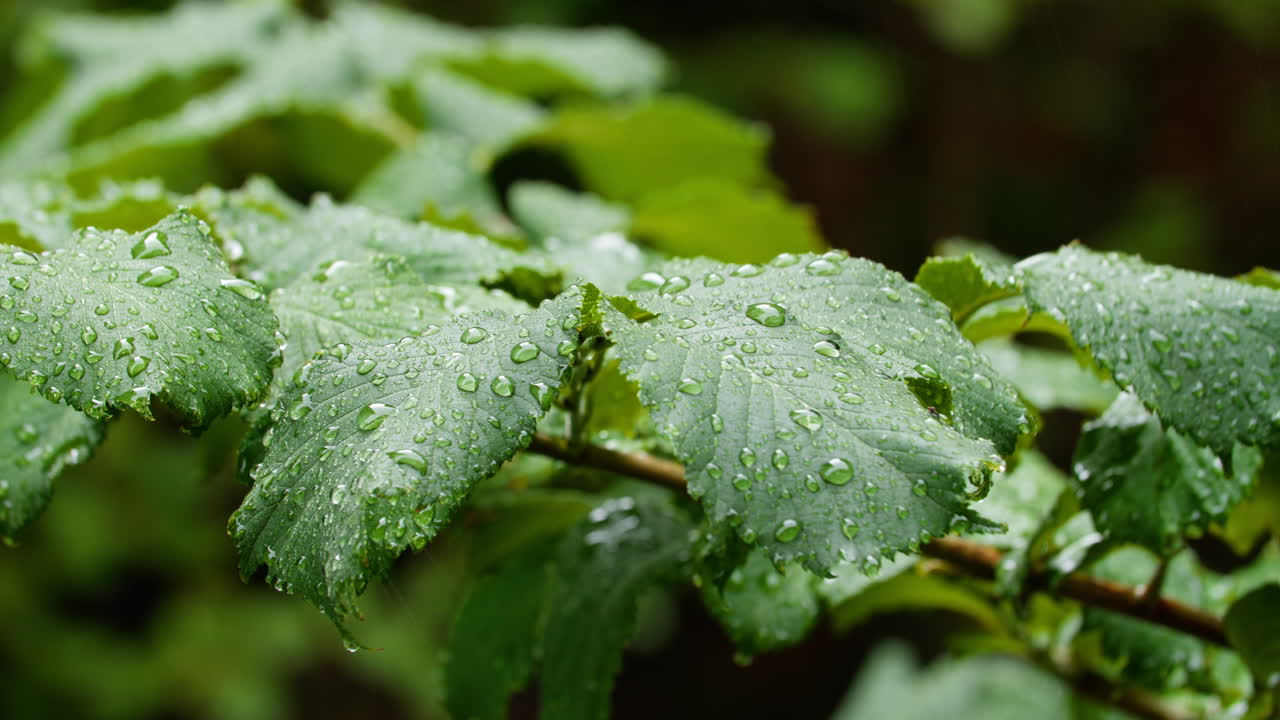 lloviendo en las hojas de las plantas verdes