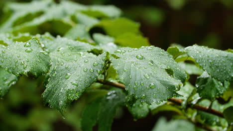 Lloviendo-Sobre-Hojas-De-Plantas-Verdes