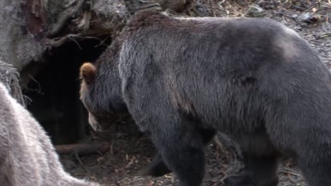 two black bears standing near the den where they live