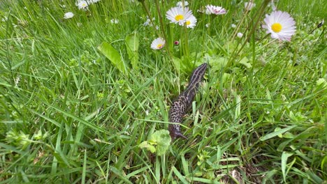 leopard slug (limax maximus) crawling among the daisies (bellis perennis) in the garden.