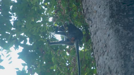 langur monkey feeding on jungle fruits in the tree canopy around the temples of angkor, cambodia