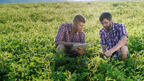 dos jóvenes agricultores trabajan en el campo y estudian los brotes de las plantas 2