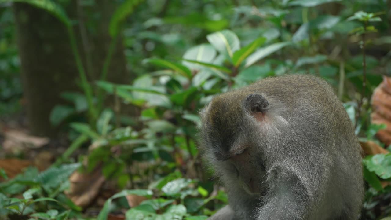 Crab-eating Macaque (Macaca fascicularis) At Ubud Monkey Forest In Padangtegal, Ubud, Bali, Indonesia. Close-up Shot
