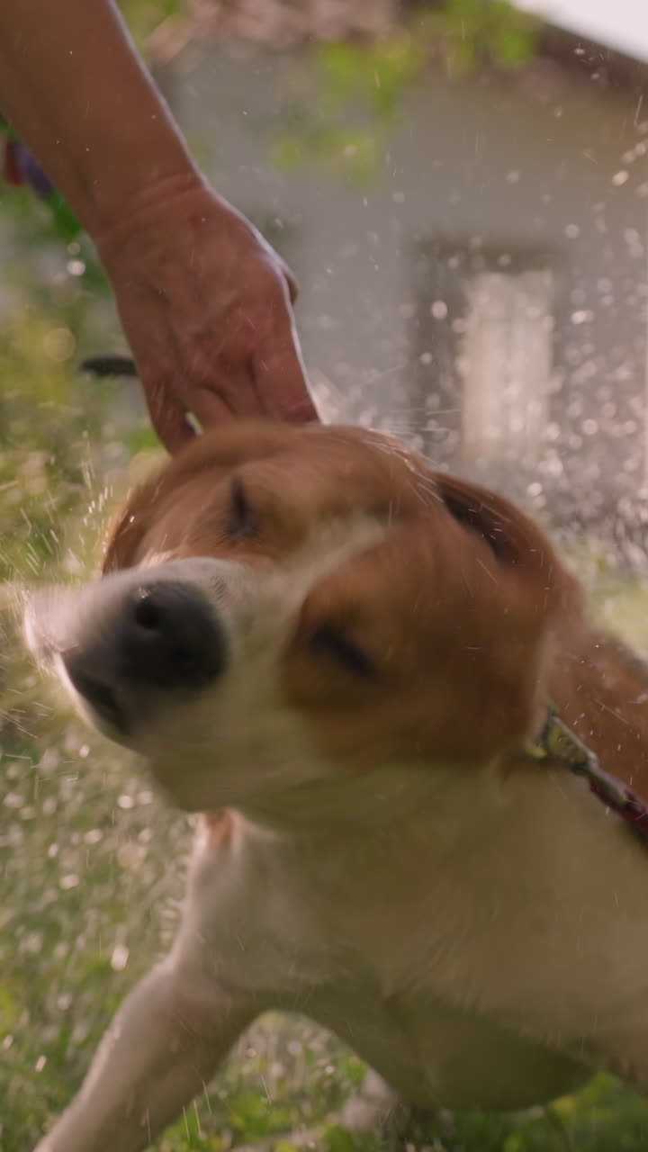 Dog flapping body energetically while owner sprays water, creating ...