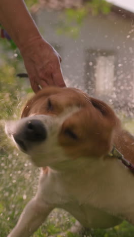 el perro agita el cuerpo enérgicamente mientras el dueño rocia agua, creando un efecto de salpicaduras lúdico, el fondo presenta edificios, árboles y vegetación exuberante
