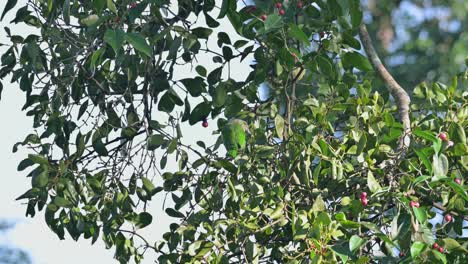 Visto-En-Lo-Profundo-Del-Follaje-Eligiendo-Una-Fruta-Para-Comer,-Barbudo-De-Orejas-Verdes-Psilopogon-Faiostrictus,-Tailandia