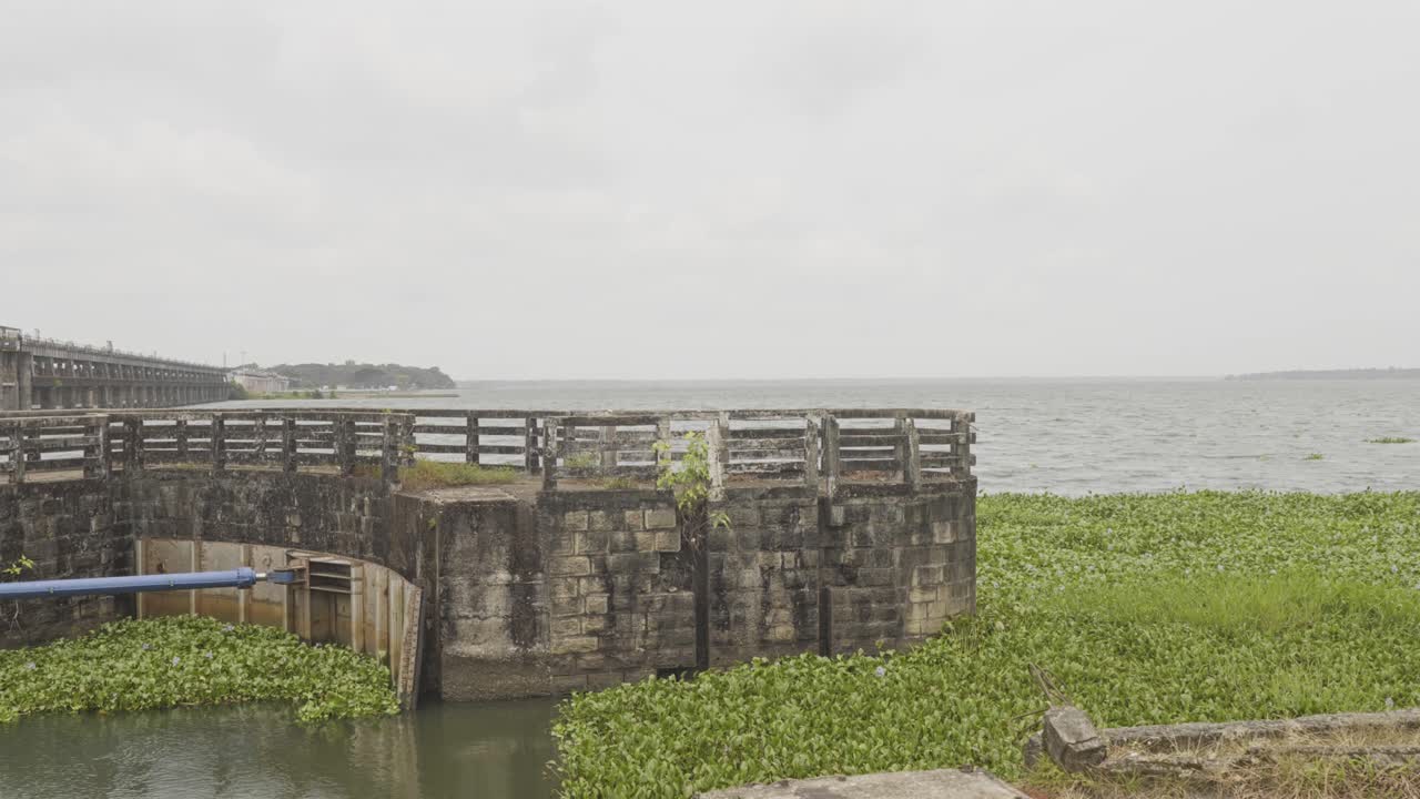 아프리카 강 모스 (african rivermoss), 타니르무 (tanneermukkam),  (bund) 및 모스 (salvinia molesta)