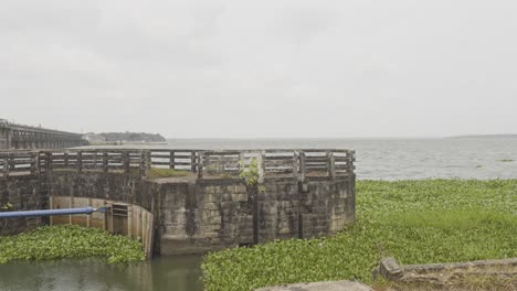 아프리카 강 모스 (african rivermoss), 타니르무 (tanneermukkam),  (bund) 및 모스 (salvinia molesta)