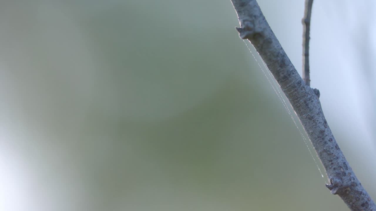 Close up of spider's web on tree branch, slow motion