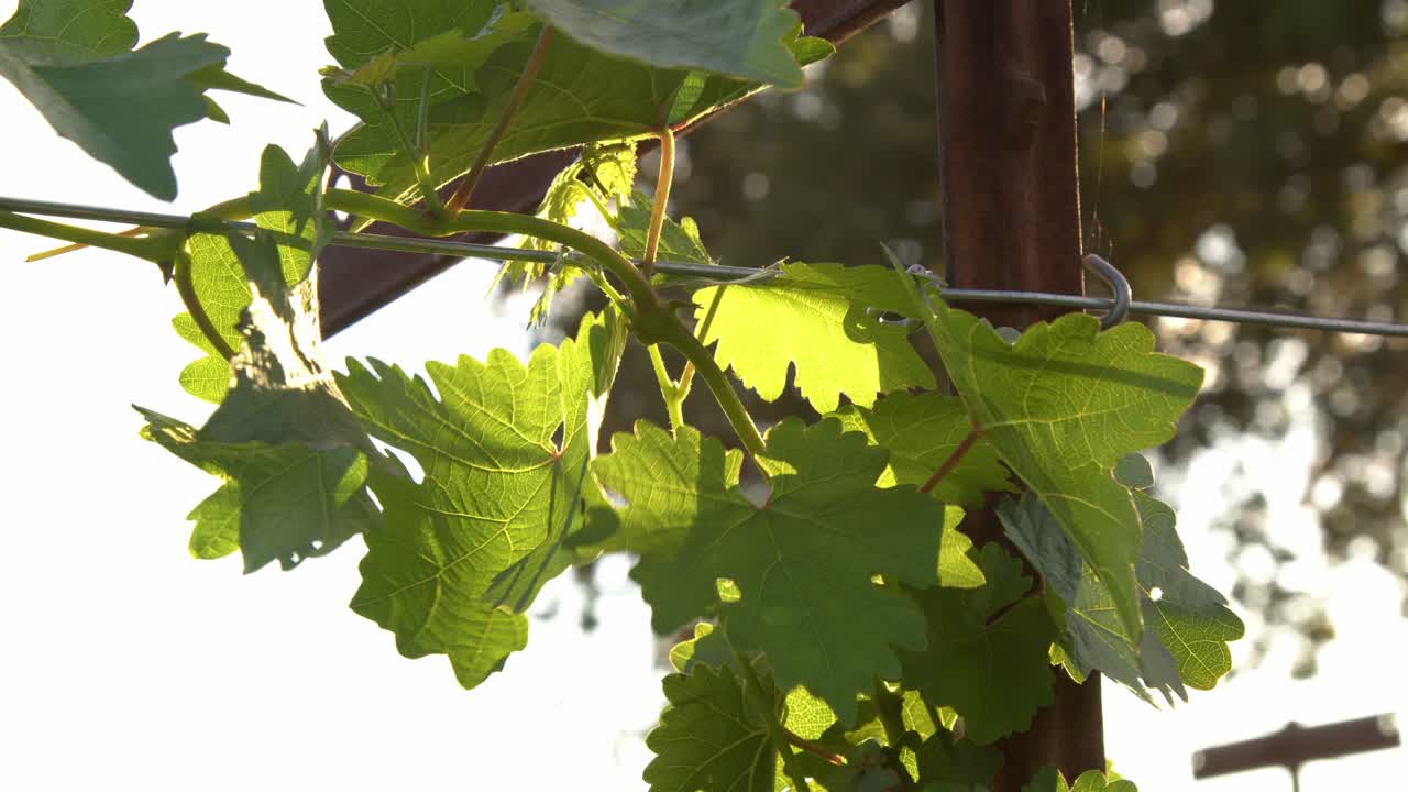 Grape vine swaying softly in the breeze, illuminated by warm sun rays filtering through the leaves