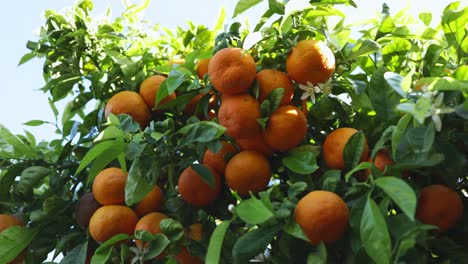 close up fresh and ripe oranges growing on tree on ibiza island in sun