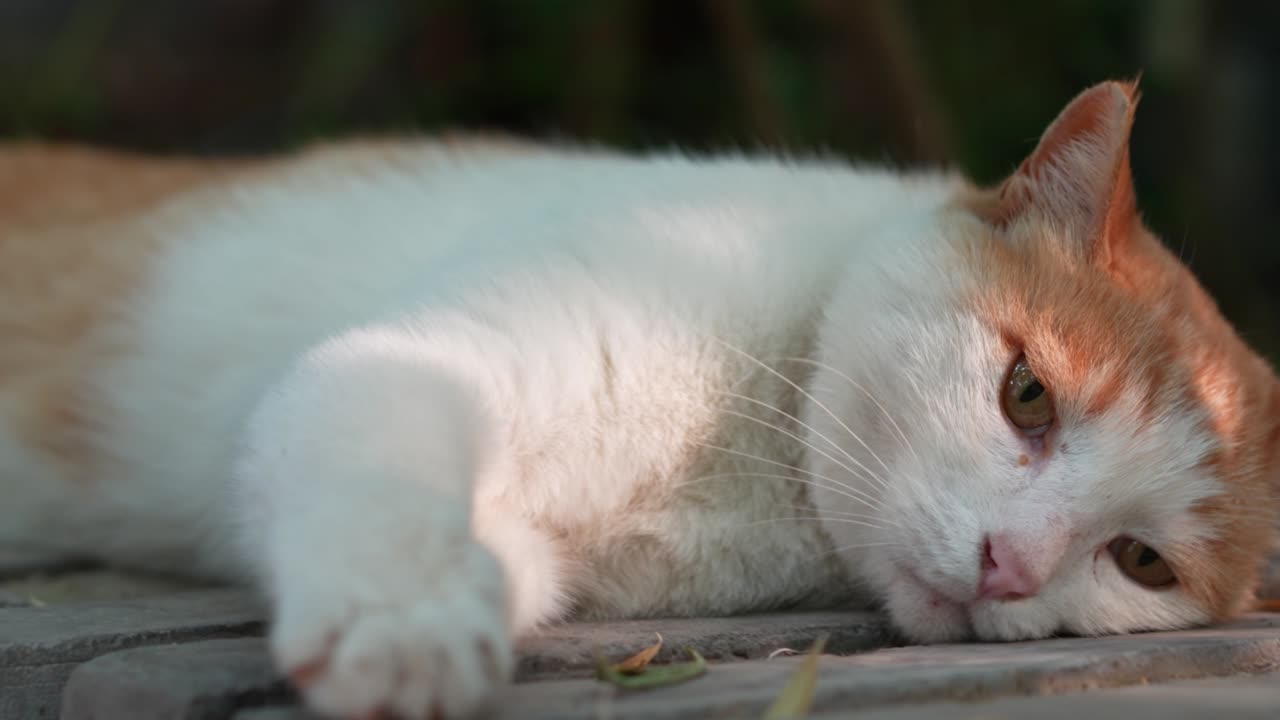 오렌지색 고양이가 창문 앞에서 휴식을 취하고 잠을 자고 있다