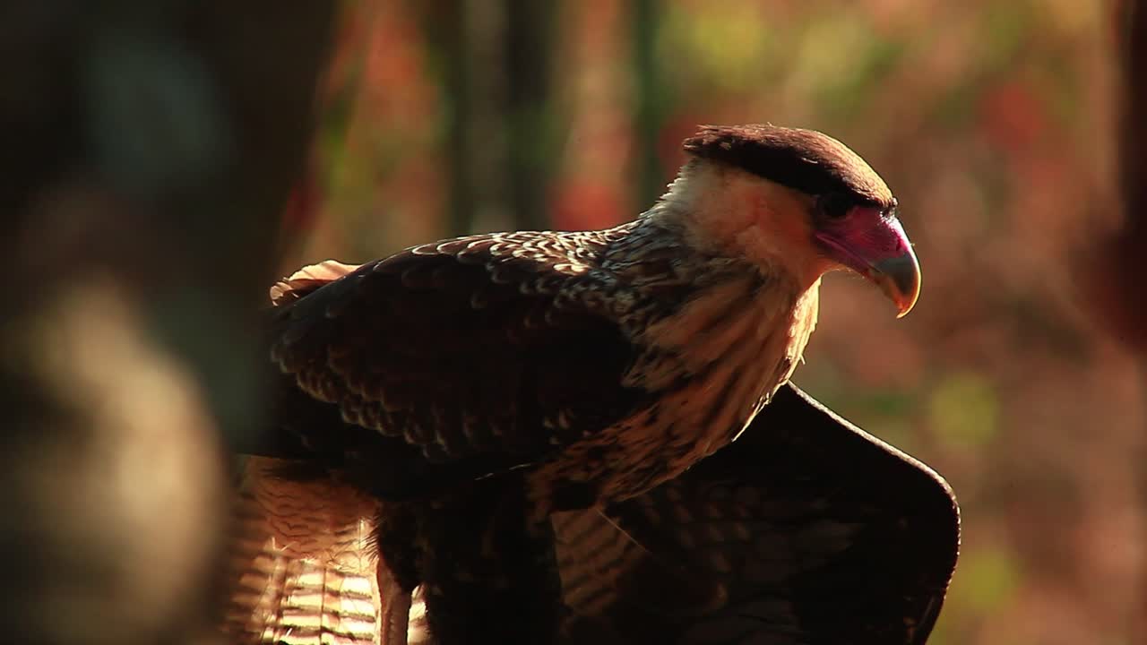 el ojo atento de la caracara de cresta depredadora en la caza