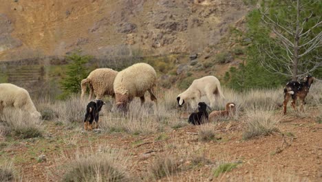 little goats bound playfully across the sunlit slopes of toubkal mountain in morocco, their joyful leaps adding life to the rugged landscape