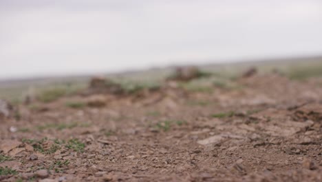 blurred landscape of dry ground