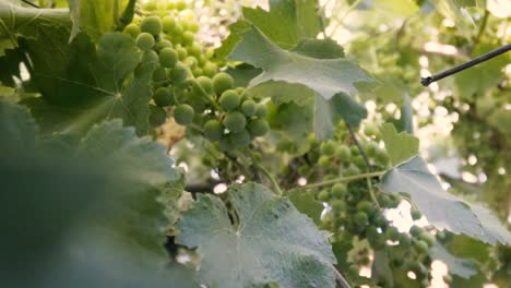 Shooted-in-slow-motion,-organic-grape-tree,-leaf-and-immature-green-grapes-in-Chile