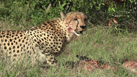 Medium-shot-of-a-cheetah-looking-around-before-feeding-on-a-fresh-kill