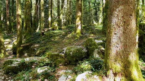 reisende frau mit rucksack spaziert an sonnigen tagen im wald