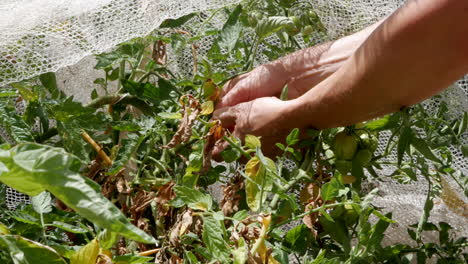 man picks a small ripe tomato from a home grown plant