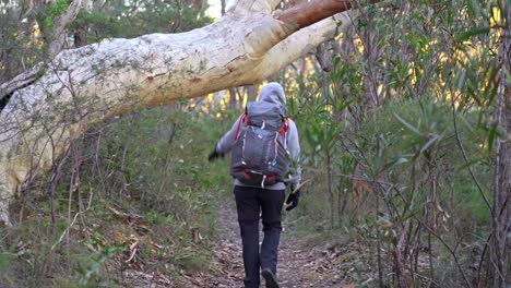 niña indígena australiana tocando un gran y viejo árbol de goma mientras camina por el monte australiano.