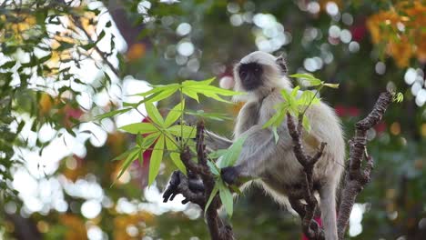 Gray-langur-(Semnopithecus),-also-called-Hanuman-langur-is-a-genus-of-Old-World-monkeys-native-to-the-Indian-subcontinent.-Ranthambore-National-Park-Sawai-Madhopur-Rajasthan-India