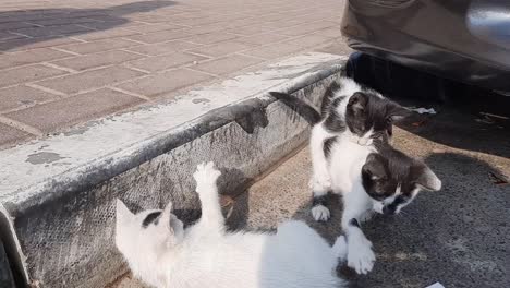 los gatos pelean en las calles, juegan y pelean entre ellos bajo la sombra del auto y el camarógrafo, son animales lindos jóvenes y emocionantes